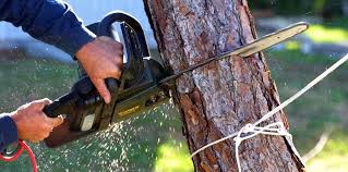Professional Tree Care in Tellico Village, TN
