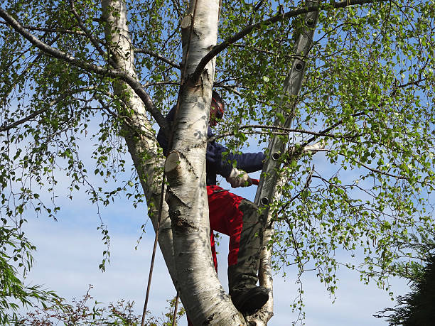 How Our Tree Care Process Works  in  Tellico Village, TN