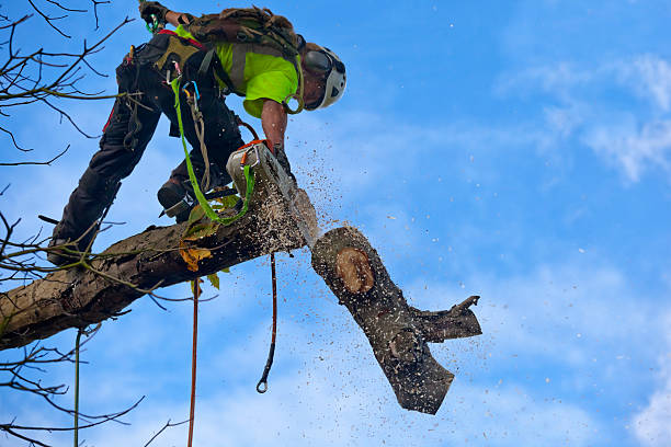 Best Commercial Tree Services  in Tellico Village, TN